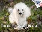 Poodle - Toy and Miniature Dog Breed Calendar 2025 12x18 Made in Usa