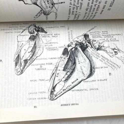 Animal Painting and Anatomy Soft Cover Book 336 pages with 200 illustrations - Picture 3 of 7