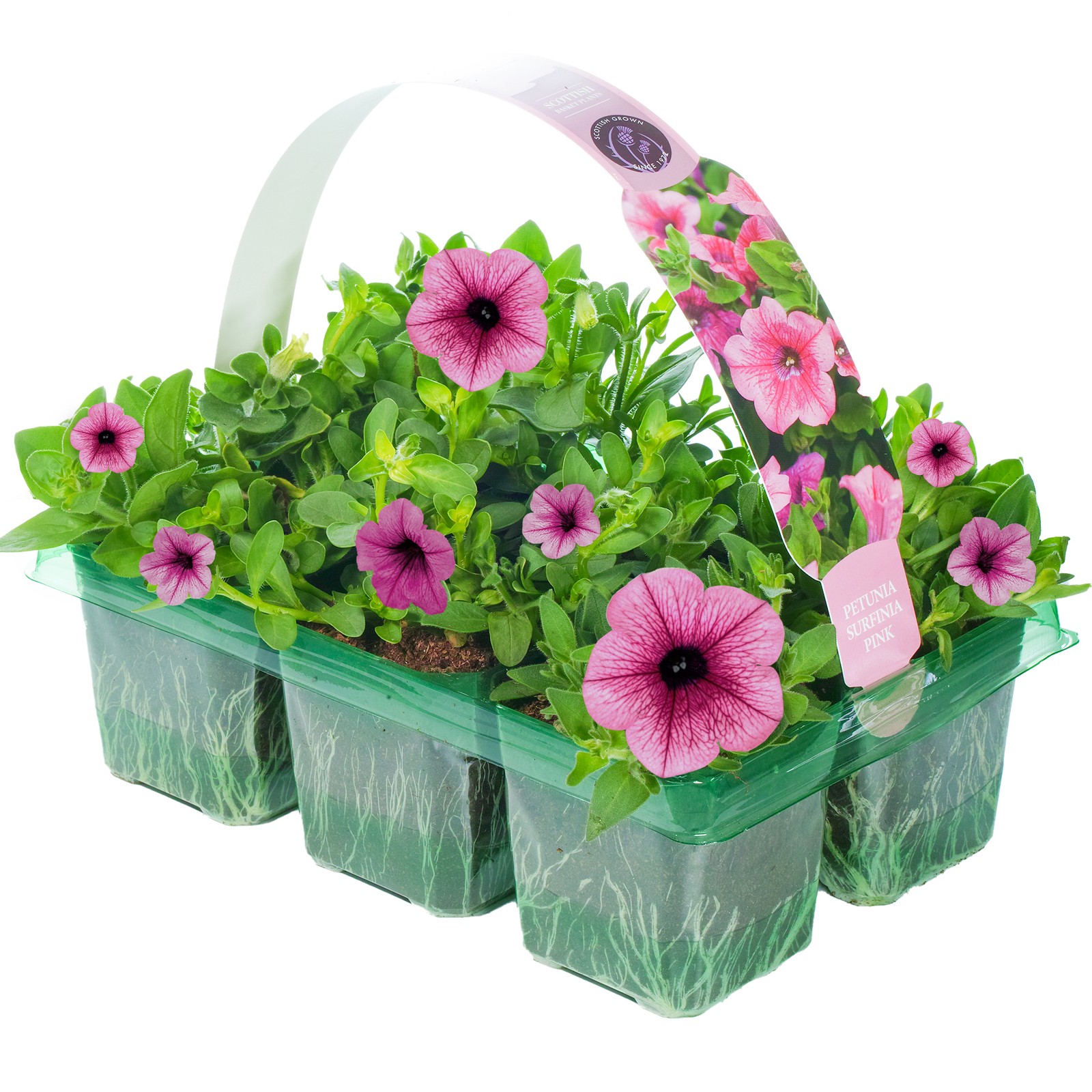 Petunia Surfinia Pink Hanging Basket Plants for Borders Pots (6 Pack)