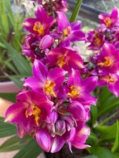 Pretty Imported Double Orchid Pink Colour  Flower Bulbs Pack Of 2 Bulbs