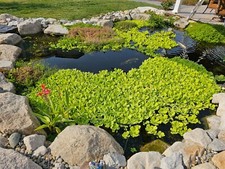 3 foot Pond Ring for your pond plants. Keeps plants nice and tidy and pleasing