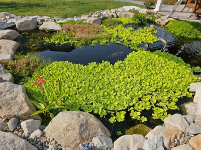 3 foot Pond Ring for your pond plants. Keeps plants nice and tidy and pleasing