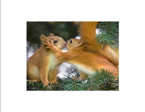 Squirrels Kissing Custom Note Cards ~ Pack of 6 (Blank) by Gifted Pet Creations - Picture 5 of 7
