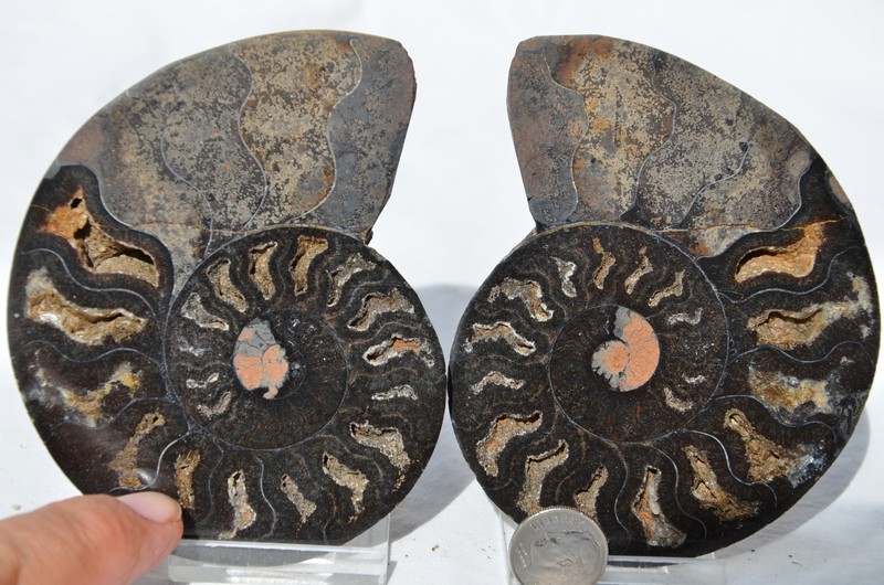 Large Black Ammonite Pair Crystal 99mm 110myo Dinosaur age FOSSIL 3.9" n2207uu
