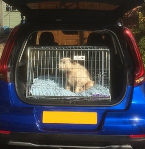 hatchback dog crate