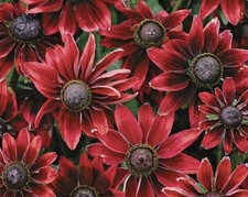 Rudbeckia Hirta Cherry Brandy 6x PLUG PLANTS PREORDER