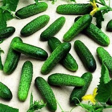 Mirabelle F1 Cucumber Seeds Professional Early Parthenocarpic Hybrid Worldwide