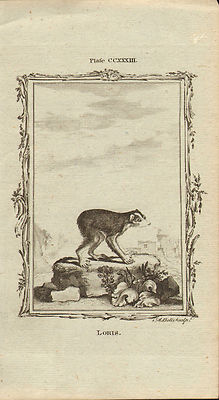 1785 copper engraving  -  buffons natural history. '' loris  ''
