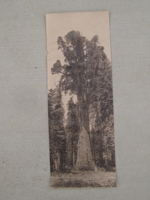 Antique General Sherman Tree Sequoia National Park Photo Giant Forest Studio 19''