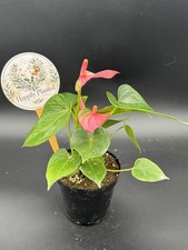 Anthurium Flamingo Pink - 4" Pot Live Plant - Free Shipping