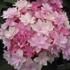 Hydrangea macrophylla 'Romance' XXL Jumbo Plug Plant - 24HR DISPATCH