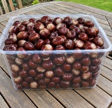 New Season 5kg Horsechestnut Conkers Arts And Crafts