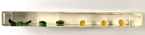 Bean Germination in 6.3" Clear Lucite Resin Science Education Paperweight Block - Picture 8 of 13