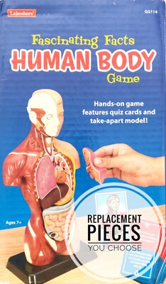 Fascinating Facts Human Body Game Anatomy Model & Quiz - Replacements Lakeshore