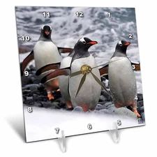 3dRose dc_10511_1 Desk Clock, Gentoo Penguin, 6 by 6-Inch 6x6 Desk Clock