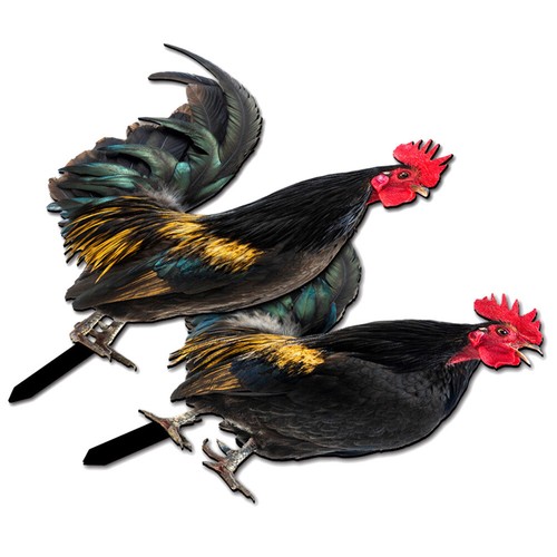 2 Pcs Rooster Stake Decoration Garden Acrylic Sign Lawn Ornaments Chicken