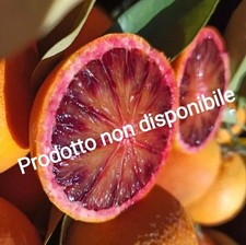 ♥️ ARANCE  TAROCCO Etna Sicilia 17 kg BIO da spremuta super vitamina 