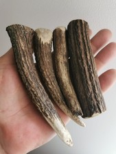 296.Red Deer Horn Blanks For Knife HANDLE (NATURAL).
