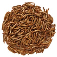 Live Mealworms - 2,000 - Large 3/4" - 1" - Reptile Food - FREE SHIPPING