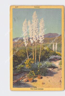 PPC Postcard AZ Arizona The Four Sisters Yuccas Yucca Plant Mountains Desert Lan