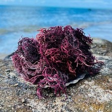 Buy2 Get1 FREE Dr.Sebi Sea Moss Wildcrafted 100  Raw Purple Alkaline Vegan