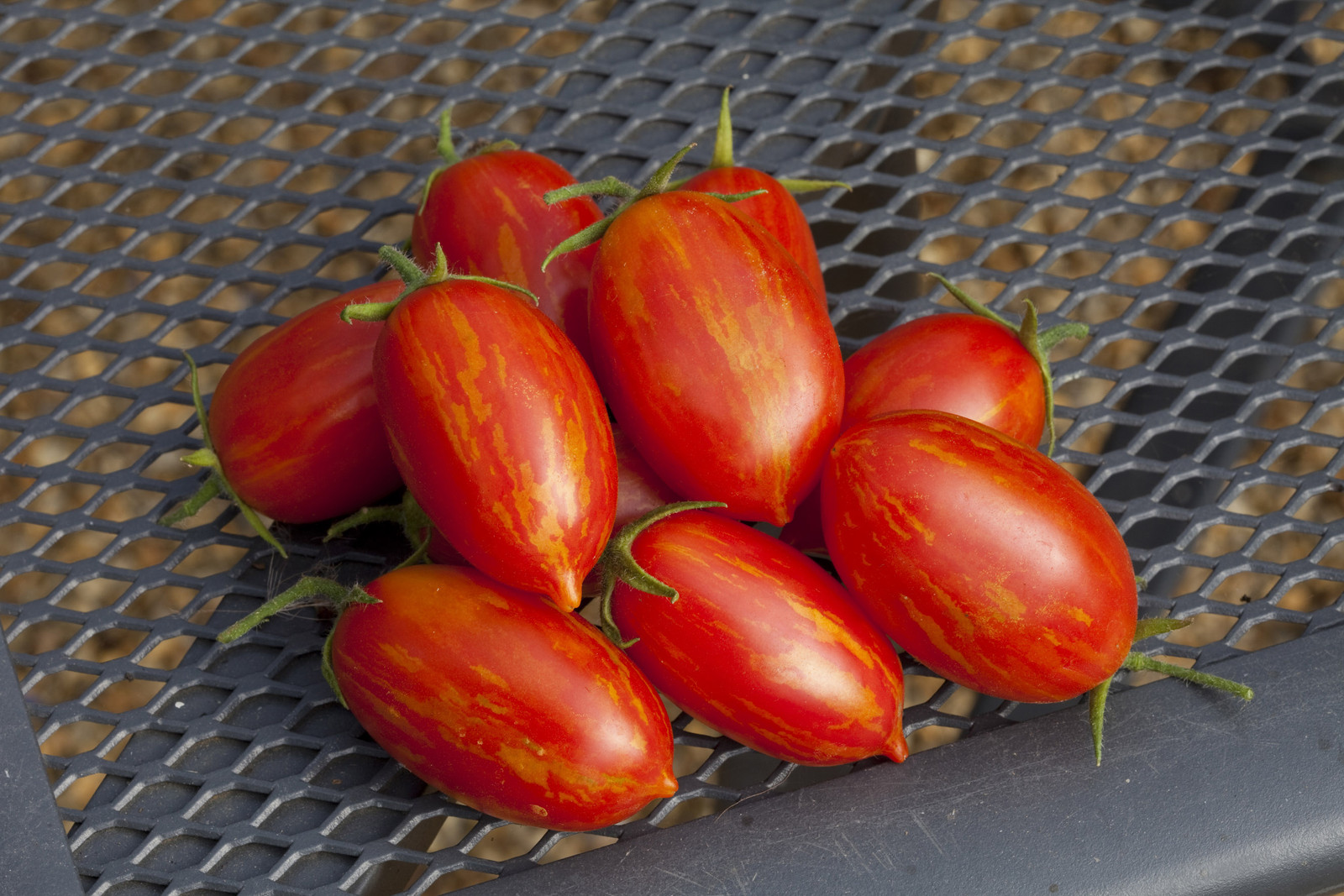 TOMATO TRAILING SUNSTRIPE F1 20 FINEST SEEDS