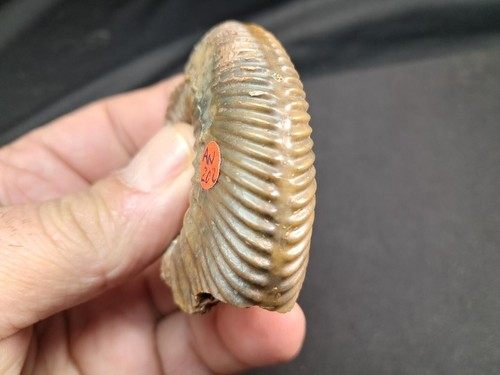 very nice ammonite, Parkinsonia parkinsoni ,from upper bajocian,Oberpalz-Bavaria - Imagen 19 de 24