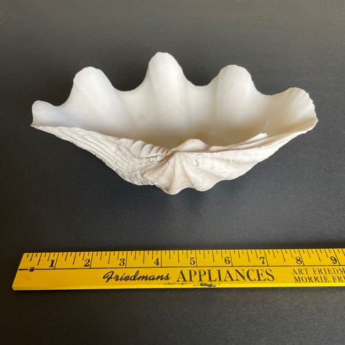Large Natural Clam Shell • Tridacna • 9 x 6 x 3.75 inches