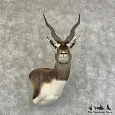 #31325 P | India Blackbuck Taxidermy Wall Pedestal Mount For Sale