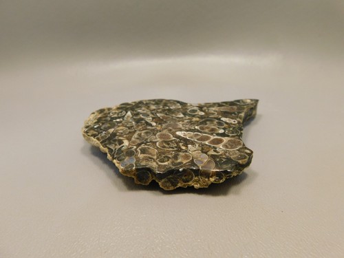 Turritella Agate Natural Shell Fossil Polished Rock #O15 - Picture 4 of 5