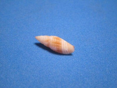 Mitra  emersoni (Pilsbry,1921)'' A HAWAIIAN WATERS MICRO''  (18.2mm)