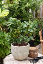 Dwarf Grape Vine – Vitis Pixie ‘Riesling’ – 2L Pot