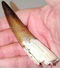 3 INCH LONG SPINOSAURUS TOOTH REAL DINOSAUR TEETH FOSSIL EXTINCT RELIC SPINOSAUR