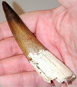 t rex tooth for sale