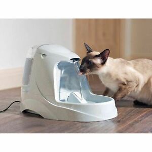 Platinum Katze Platinum Katze