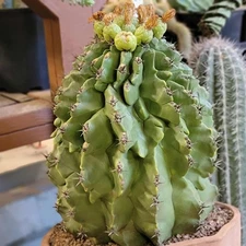 Ferocactus horridus cv. Brevispinus (chinned type) - HUGE - Very Old & Rare