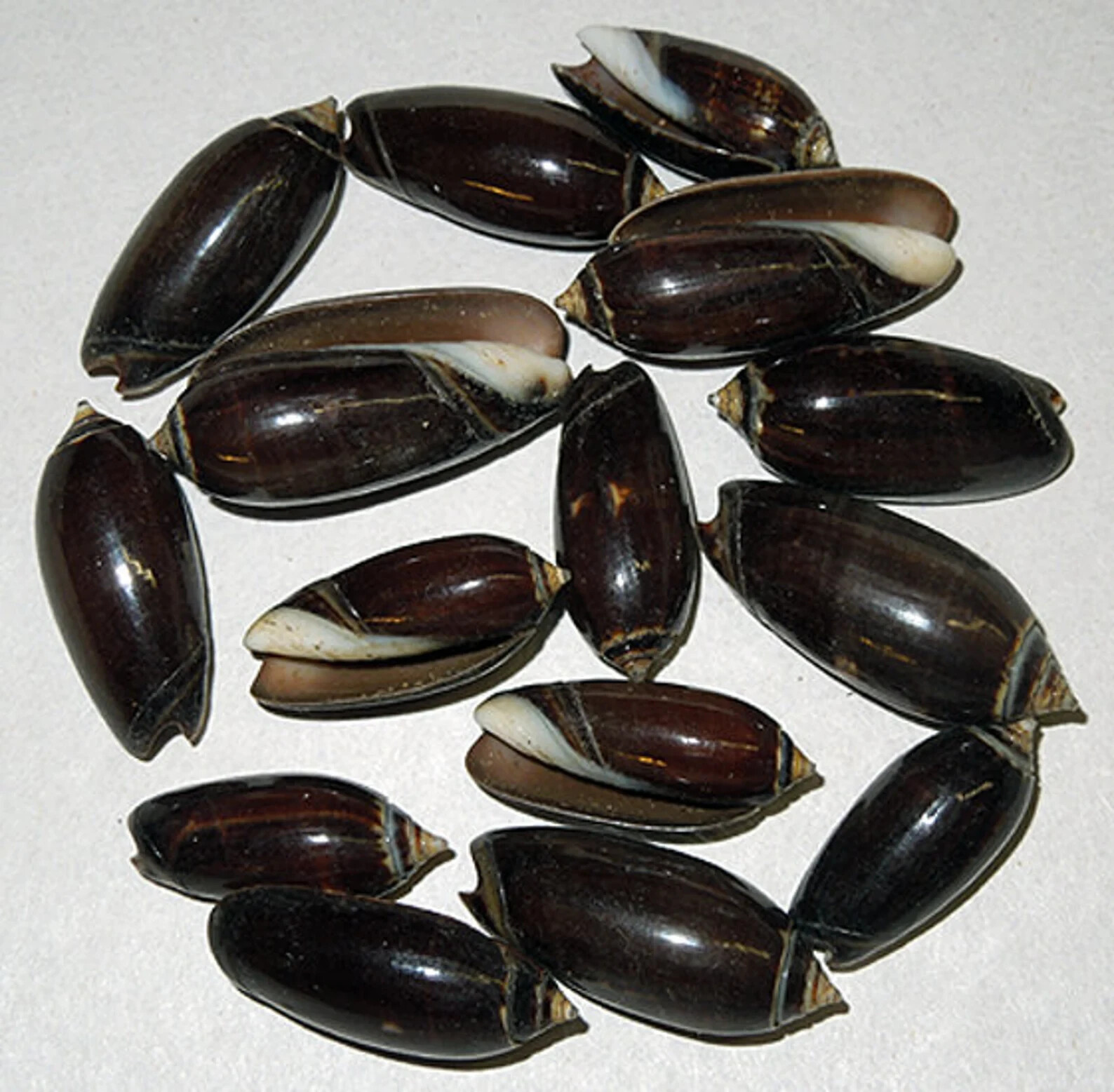 Black Olive ~ Oliva Seashells ~ 1