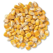 CZ Grain 5 Pounds Deer Corn | Deer, Squirrels, Ducks Love It. Sprouts Well