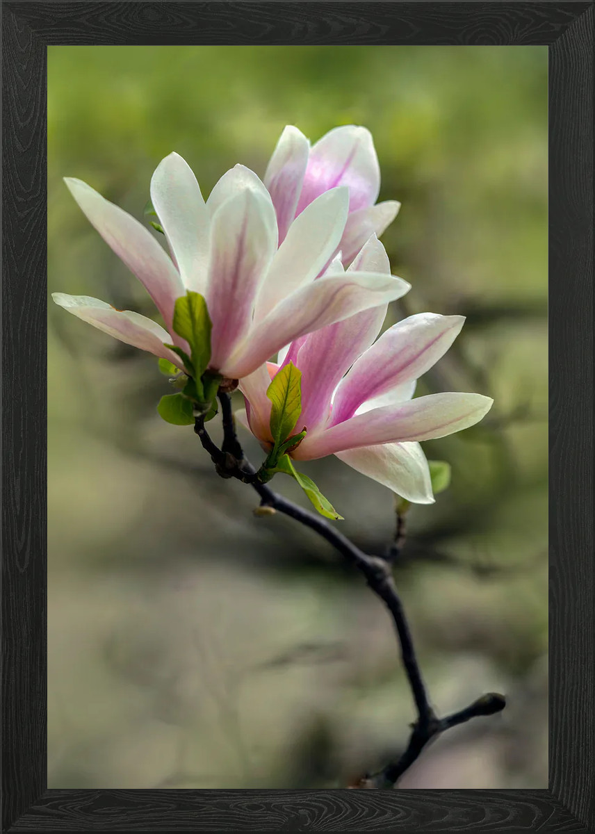 Póster de arte de pared con marco de magnolia rosa bonito lienzo impresión cuadro