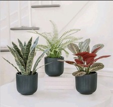 CGH, Faux Decorative Plant Trio | Snake + Prayer + Fern Plant