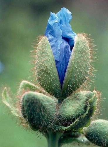25 rare Himalayan Blue Poppy seeds---Flower seeds--Plant seeds--Gardening--Seeds - Picture 3 of 8