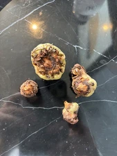 Arisaema fimbriatum ssp fimbriatum - 1 tuber