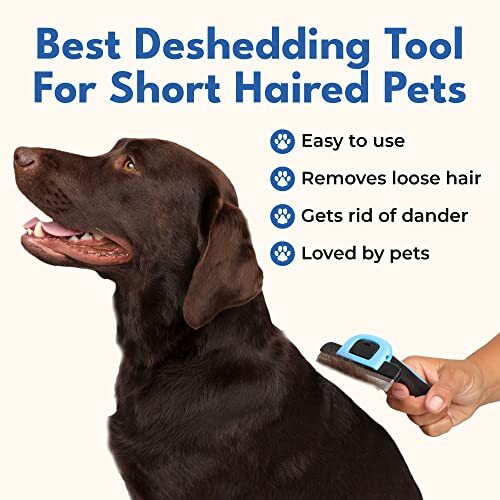 Best Deshedding Brushes for Australian Shepherds