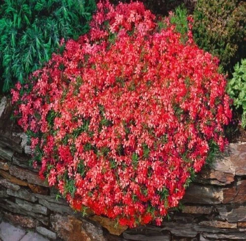 2000 Creeping Thyme Seeds Multicolored Plant Flowers Perennial Garden Seeds UK - Image 2 of 4
