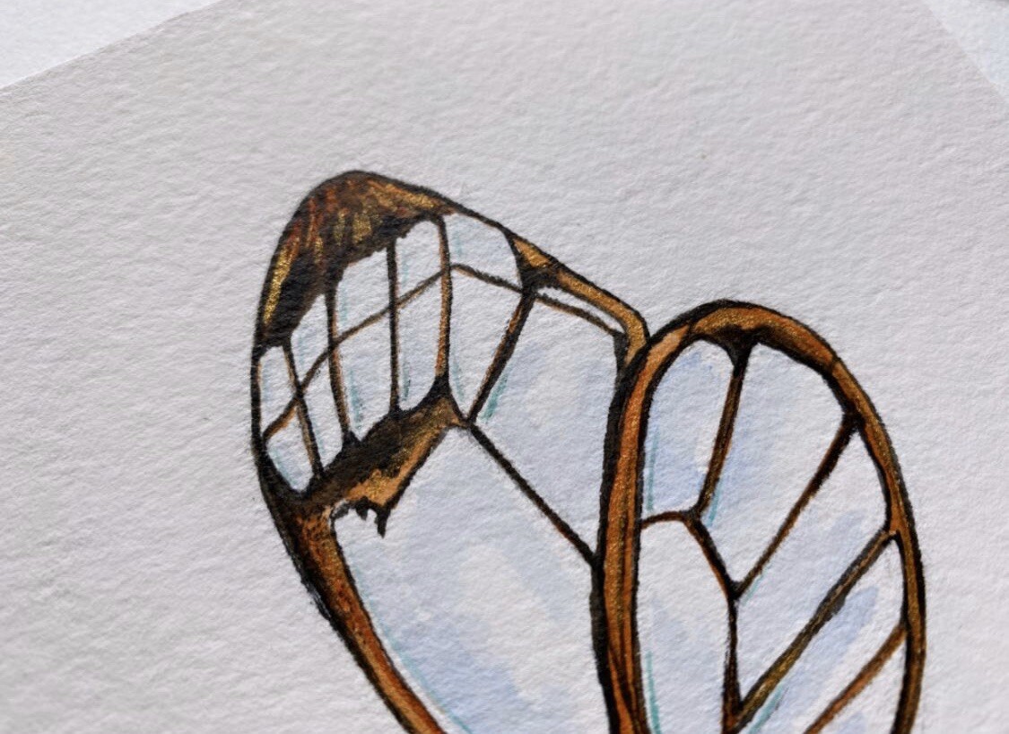 Original Clearwing Butterfly Art Drawing Illustration Watercolor Animal Artwork