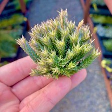 Pedicellata Air Plant Clump (Miniature Species)
