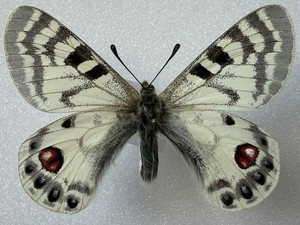 PARNASSIUS CHARLTONIUS PLATON MALE 2, TADJIKISTAN, VERY RARE!