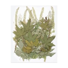 50 Pcs Dried Pressed Flower Leaves Bulk, Nature Dry Flowers for Dried Green