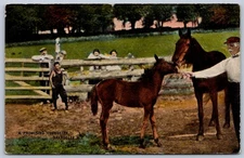 K40/ Shandelee New York Postcard c1910 Horse Corral Colt Training 415