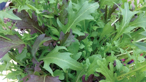 ROCKET RUNWAY SEEDS Arugula Seeds Rocket Seeds Vegetable Seeds